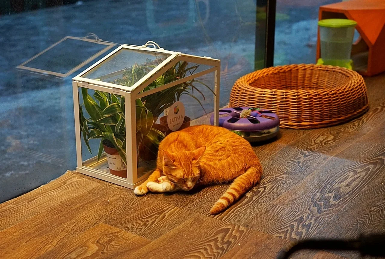 Фото Котокафе "Котики и люди" - развлечение в Москве | Досугатор